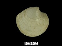 藏品(日本鏡文蛤)的圖片